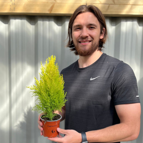 Goldcrest Conifer 'Wilma' (4 sizes available)