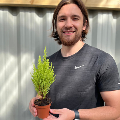 Goldcrest Conifer 'Wilma' (4 sizes available)