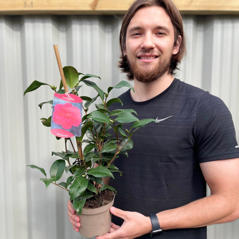 Camellia x Williamsi (Hybrid-Kamelie) 50-60 cm