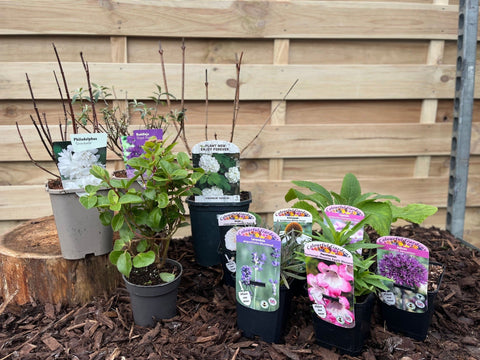 Our Hand Picked Selection of Butterfly and Bee Attracting Plants