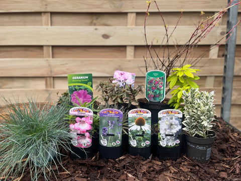 Notre sélection de plantes choisies avec soin pour un emplacement ensoleillé