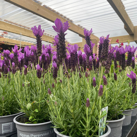 Lavender Stoechas - Javelin Deep Purple 9cm/1.5L/2L