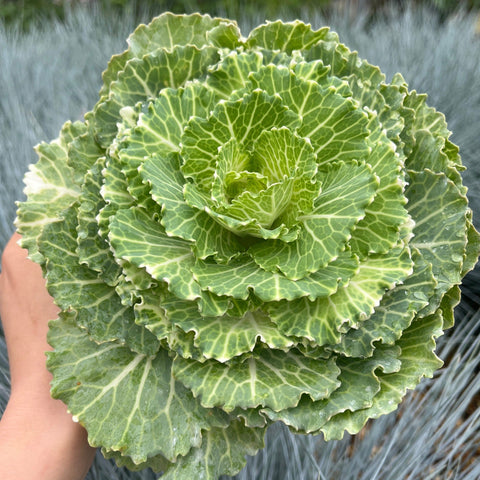 Chou ornemental de la famille des Brassicacées (3 plants en pots de 12 cm)