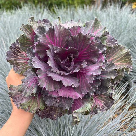 Chou ornemental de la famille des Brassicacées (3 plants en pots de 12 cm)