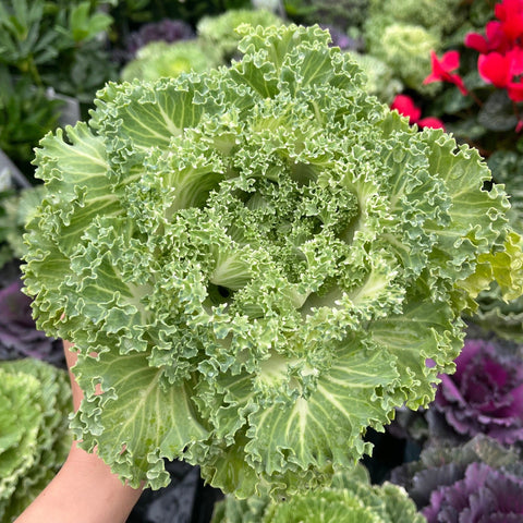 Chou ornemental de la famille des Brassicacées (3 plants en pots de 12 cm)