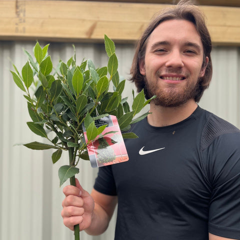 Standard-Lorbeerbaum | Laurus nobilis | 90-100cm