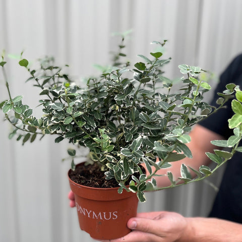 Euonymus Fortunei 'Emerald Gaiety' 1L / 5L