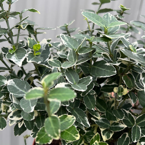 Euonymus Fortunei 'Emerald Gaiety' 1L / 5L