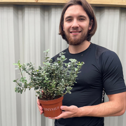 Euonymus Fortunei 'Emerald Gaiety' 1L / 5L