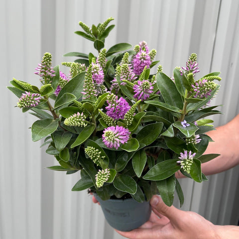 Hebe addenda 'Donna Emma' (Rose/Violet)