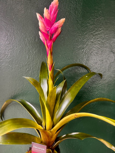 Guzmania 'Candy Rosa' (Candy Bromeliad)