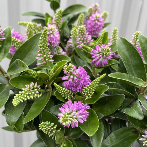 Hebe addenda 'Donna Emma' (Pink/Purple)