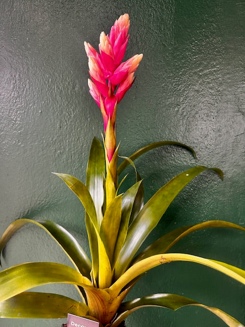 Guzmania 'Candy Rosa' (Candy Bromeliad)