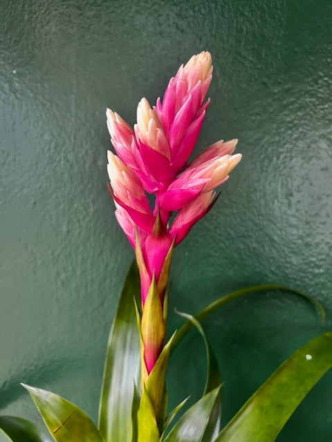 Guzmania 'Candy Rosa' (Candy Bromeliad)