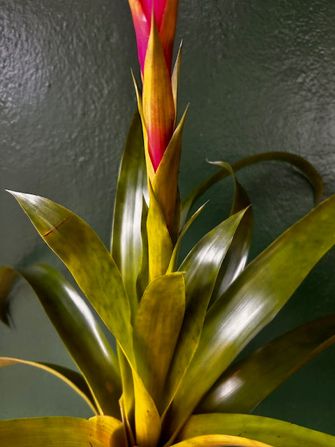 Guzmania 'Candy Rosa' (Candy Bromeliad)