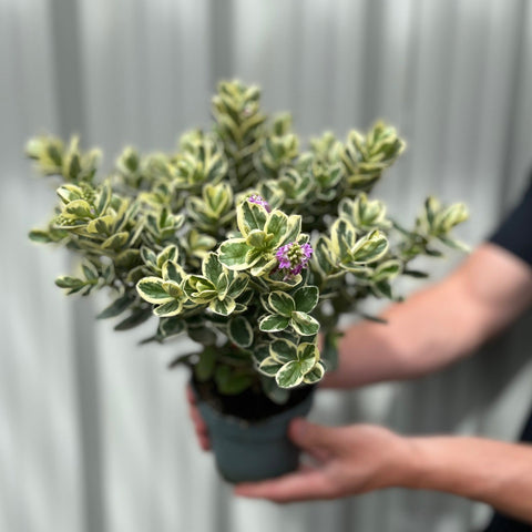 Hebe andersonii panaché Katrina 1L/5L