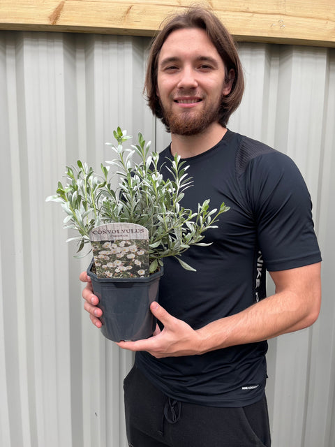 Convolvus cneorum (Silverbush) 9cm/1.5L/2L/3L