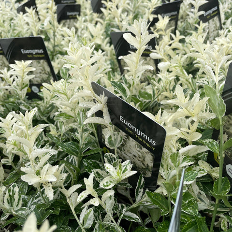 Euonymus Fortunei 'Harlequin' 9cm / 1,5L / 2L
