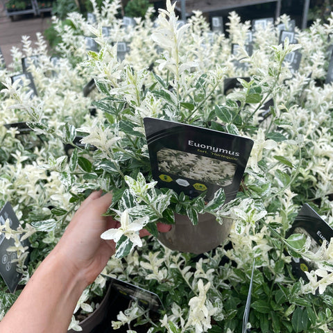 Euonymus Fortunei 'Harlequin' 9cm / 1,5L / 2L