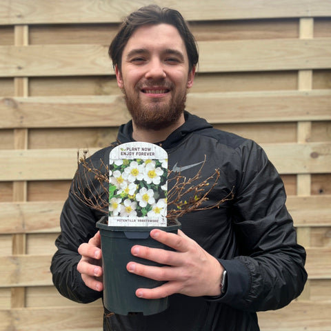 Potentilla fruticosa 'Abbotswood' 1L / 2L