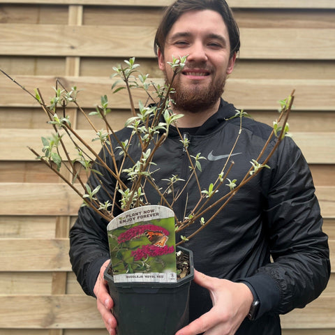 Buddleja davidii 'Royal Red' 1L / 2L