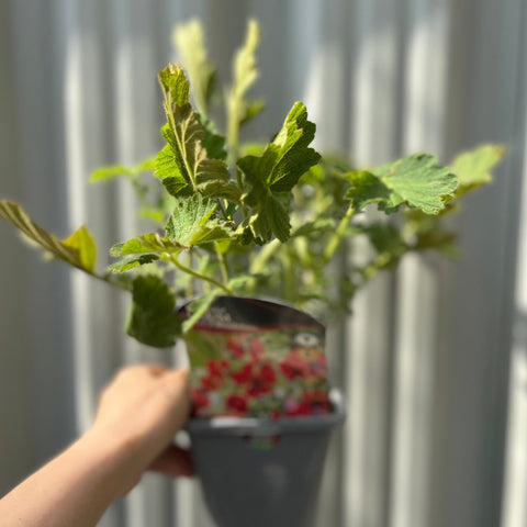 Pot Geum « Mrs Bradshaw » 9 cm/1,5 L/3 L