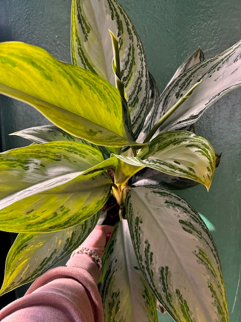 Aglaonema 'Silver Bay' (Chinese Evergreen)