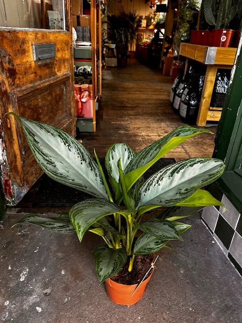 Aglaonema 'Silver Bay' (Chinese Evergreen)