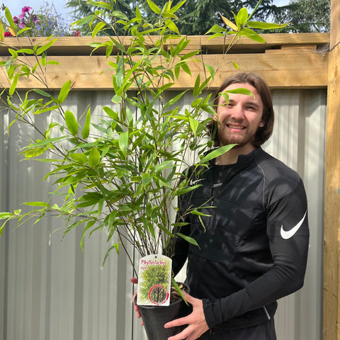Phyllostachys nigra | Black Bamboo 80-90cm (Multi-Buy Offers)