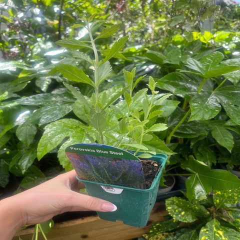 Perovskia 'Blue Steel' 9cm Pot