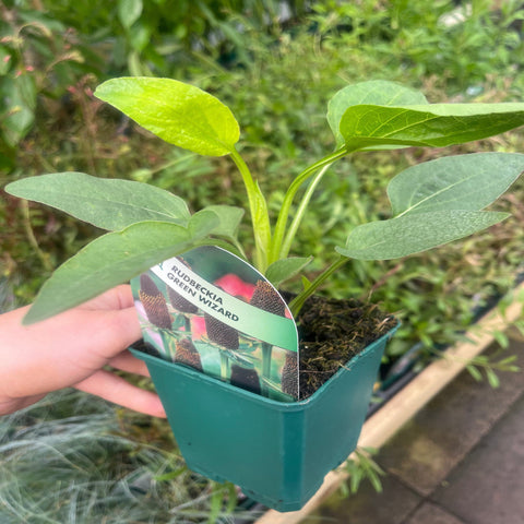 Rudbeckia Green Wizard (9cm)