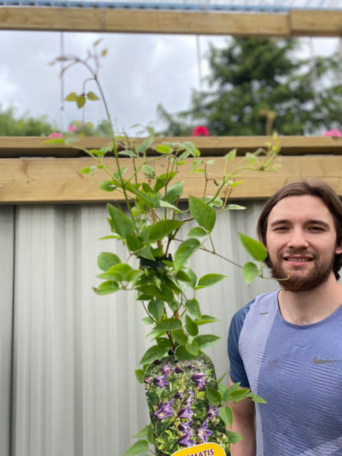 Clematis 'Prince William' 70cm ('Zo08171')