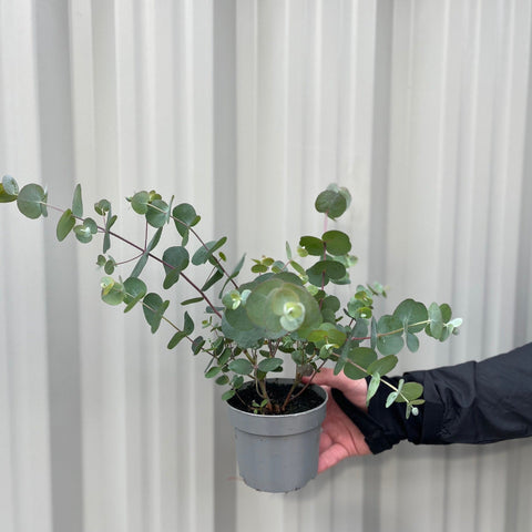 Eucalyptus gunnii Louis 9cm-3L
