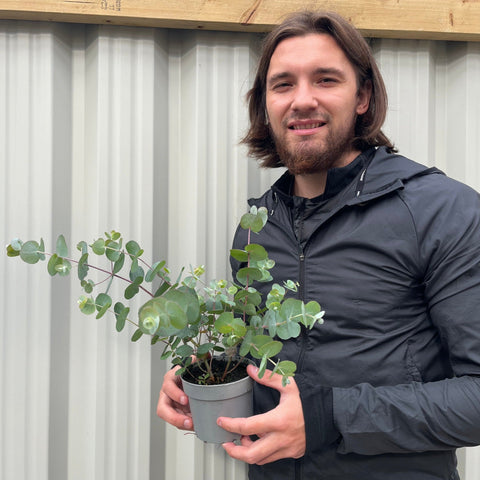 Eucalyptus gunnii Louis 9cm-3L