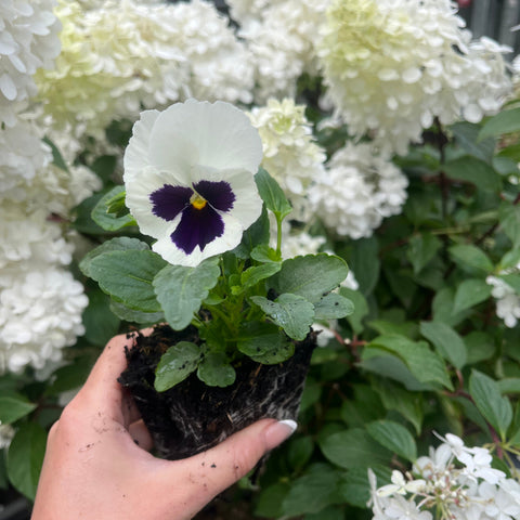 20 Pack Pansy Tray
