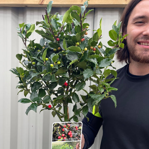 Standard Holly Tree | Ilex meserveae 'Blue Maid' | 50-60cm, 80-90cm