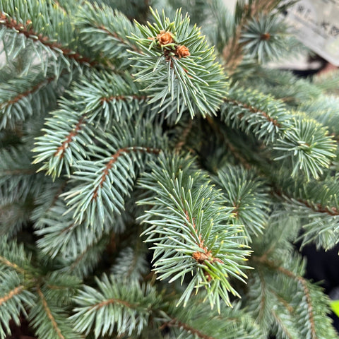 Echter Weihnachtsbaum aus dem Topf | Fichte 'Super Blue' | 70–80 cm