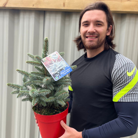 Echter Weihnachtsbaum aus dem Topf | Stechfichte 'Super Blue' | 30-40 cm