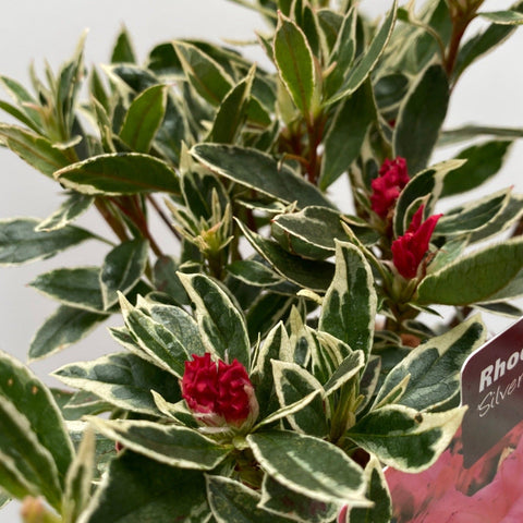 Rhododendron japonica 'Silver Sword' 1L