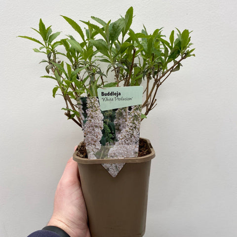 Buddleja davidii 'Manho White’ 1L / 2L