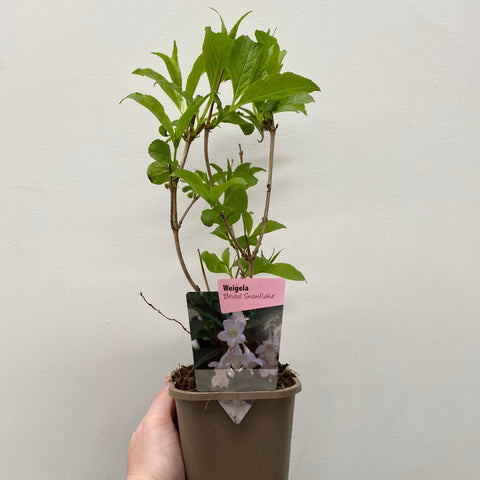 Weigela 'Bristol Snowflake' 1L / 2L