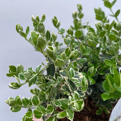 Euonymus Fortunei 'Emerald Gaiety' 1L / 5L