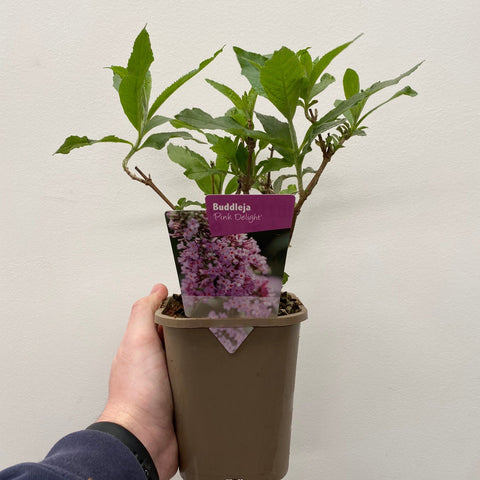 Buddleja davidii 'Pink Delight' 9cm/1L