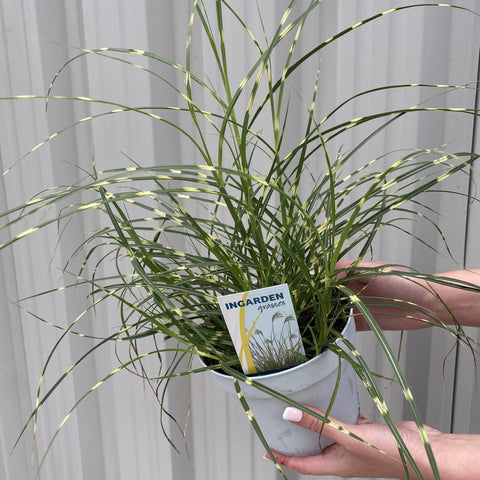 Miscanthus sinensis 'Little Zebra' Gras (Inklusive Geschenkverpackung)