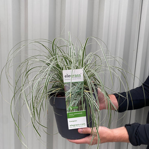 Carex - Everest | Ziergras 9 cm / 1 l / 2 l