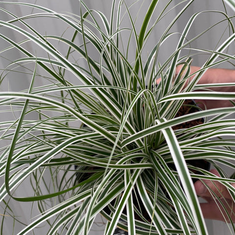 Carex - Everest | Ziergras 9 cm / 1 l / 2 l