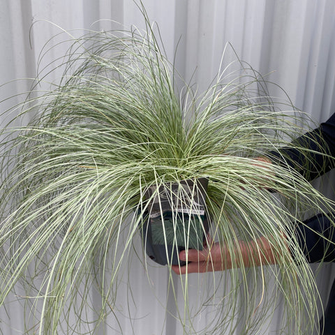 Carex Grass 'Frosted Curls' 9cm/2L