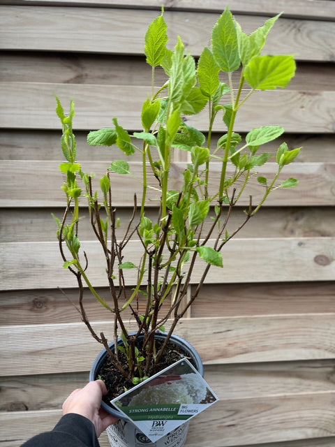 Hortensie 'Incrediball' / 'Strong Annabelle' 3L / 5L / 7,5L / 10L / 20L