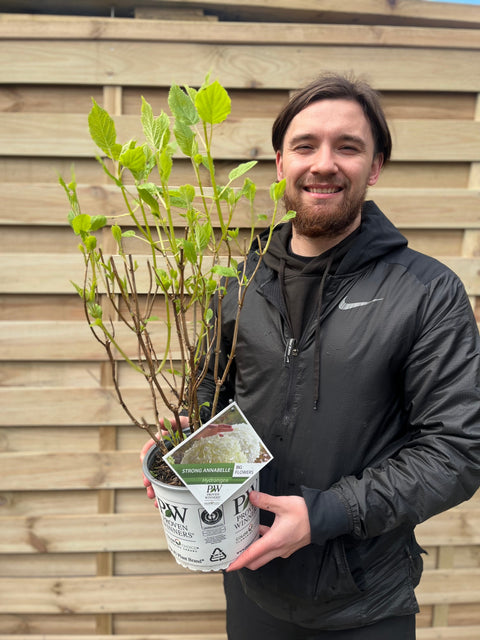 Hortensie 'Incrediball' / 'Strong Annabelle' 3L / 5L / 7,5L / 10L / 20L
