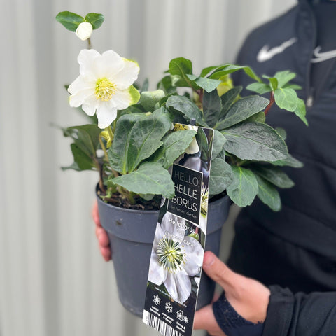 Helleborus nyger 'Christmas Carol' | Christrose | Helleborus | 9 cm – 2 l erhältlich